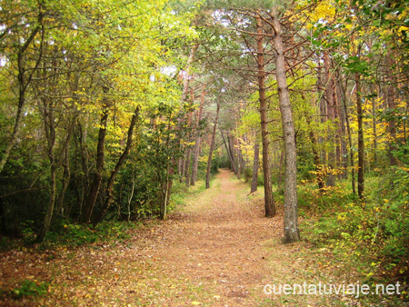 Bosques en Navarra